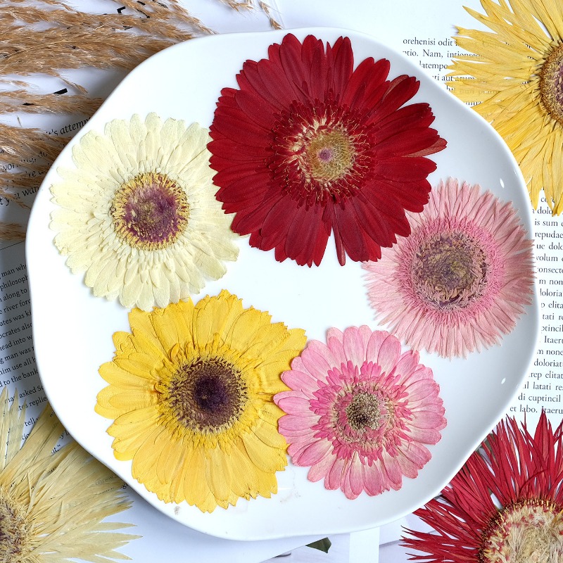 1pcs/7-9cm,Pressed Gerbera Dri - Dried Flower Pressed บทวิจารณ์และราคา