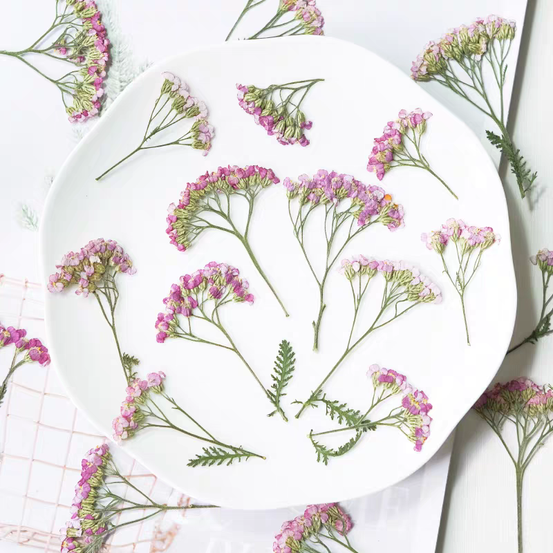 60pcs Pressed Dried Yarrow Ach - Dried Flower Pressed บทวิจารณ์และราคา