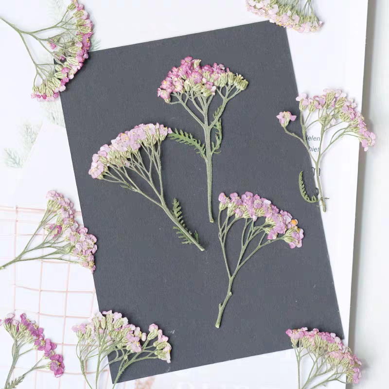 60pcs Pressed Dried Yarrow Ach - Dried Flower Pressed บทวิจารณ์และราคา