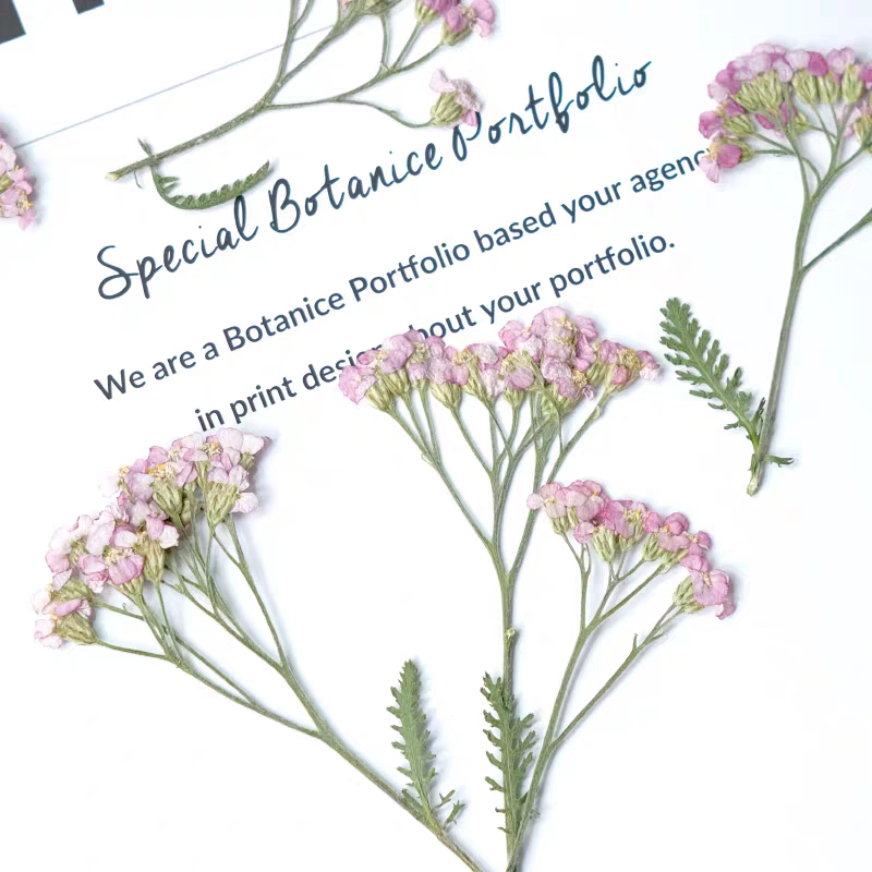 60pcs Pressed Dried Yarrow Ach - Dried Flower Pressed บทวิจารณ์และราคา