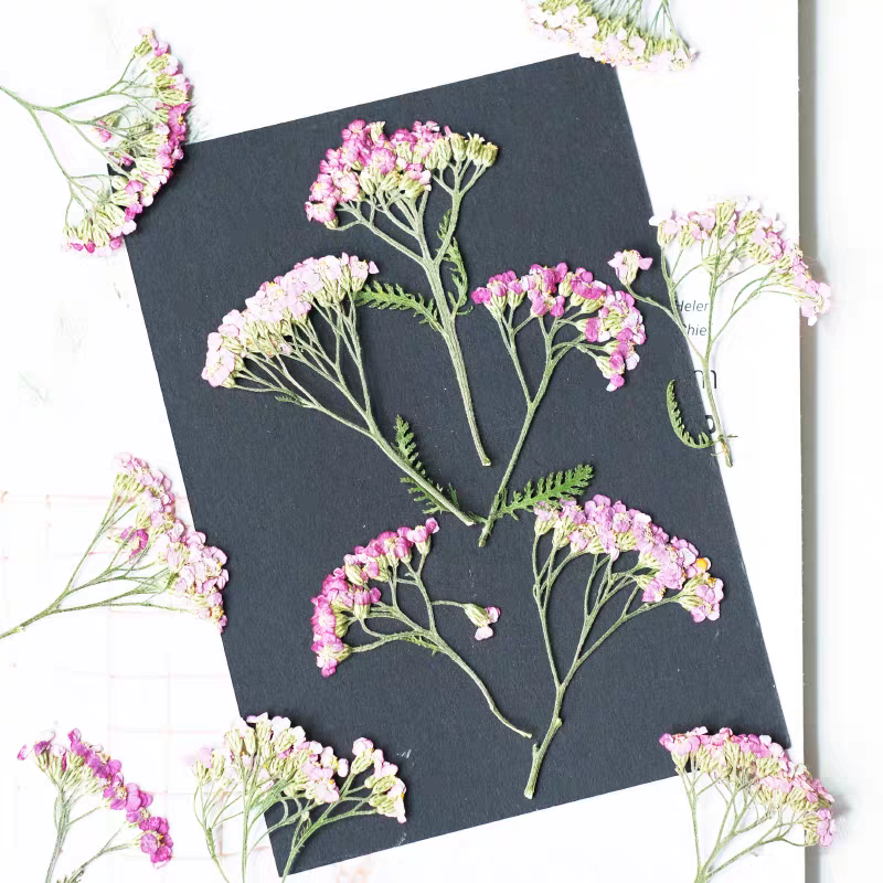 60pcs Pressed Dried Yarrow Ach - Dried Flower Pressed บทวิจารณ์และราคา