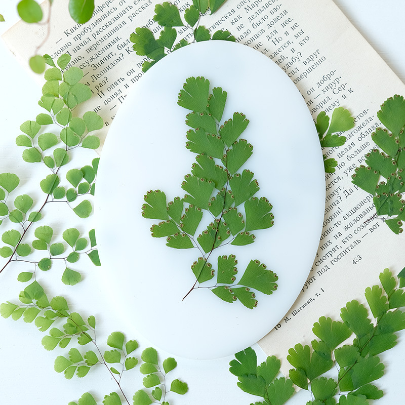 60Pcs Natural Plant Real Flowe - Dried Flower Pressed บทวิจารณ์และราคา