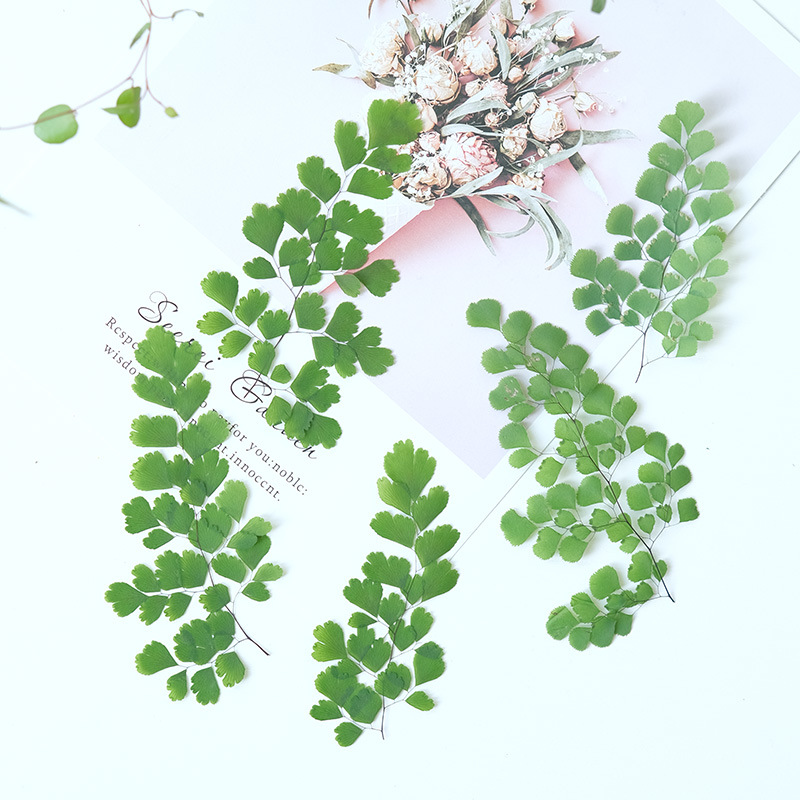 60Pcs Natural Plant Real Flowe - Dried Flower Pressed บทวิจารณ์และราคา