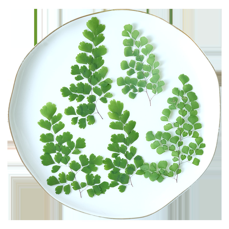 60Pcs Natural Plant Real Flowe - Dried Flower Pressed บทวิจารณ์และราคา