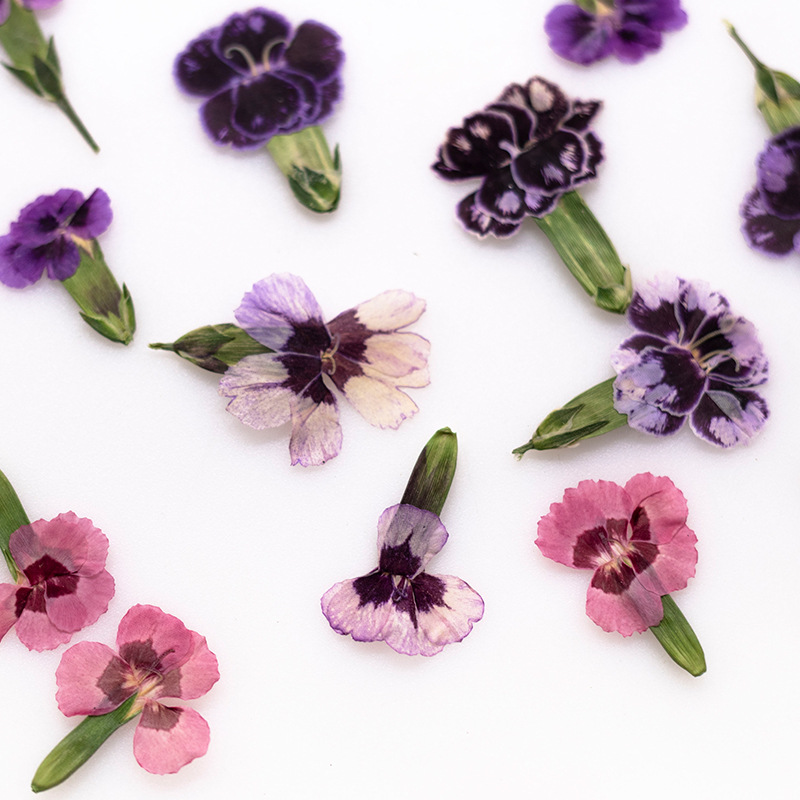 24pcs,Pressed Dried Dianthus F - Dried Flower Pressed บทวิจารณ์และราคา