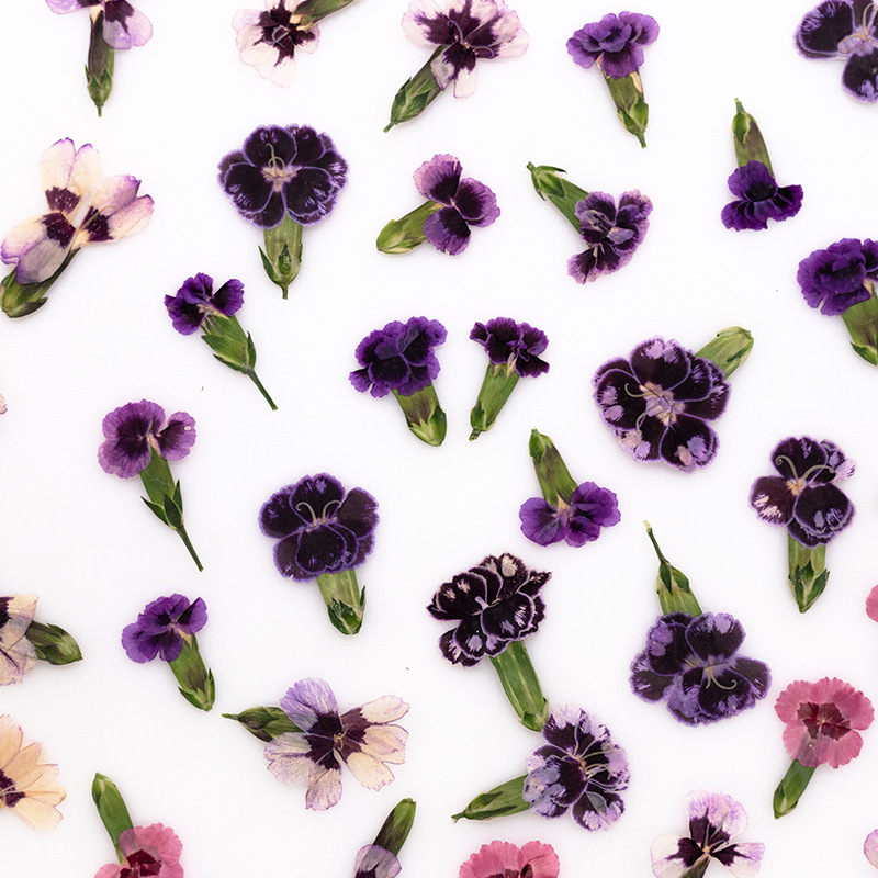 24pcs,Pressed Dried Dianthus F - Dried Flower Pressed บทวิจารณ์และราคา