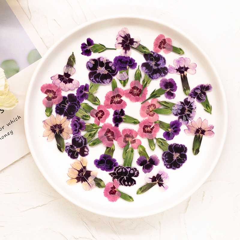 24pcs,Pressed Dried Dianthus F - Dried Flower Pressed บทวิจารณ์และราคา