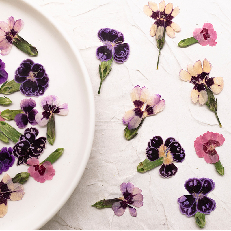 24pcs,Pressed Dried Dianthus F - Dried Flower Pressed บทวิจารณ์และราคา