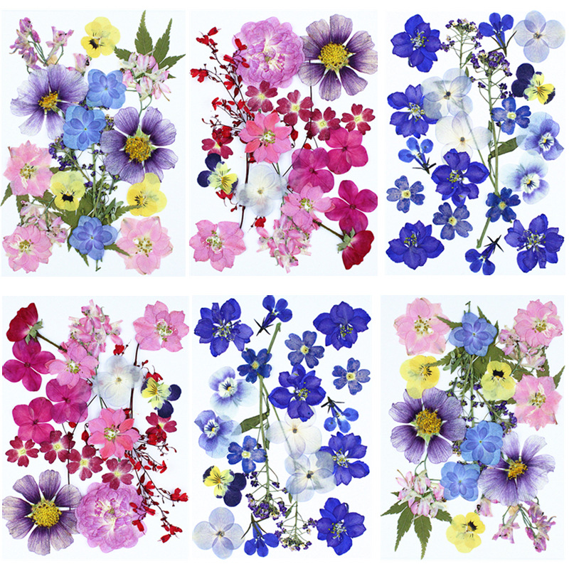Natural Real Flower Pressed Fl - Dried Flower Pressed บทวิจารณ์และราคา