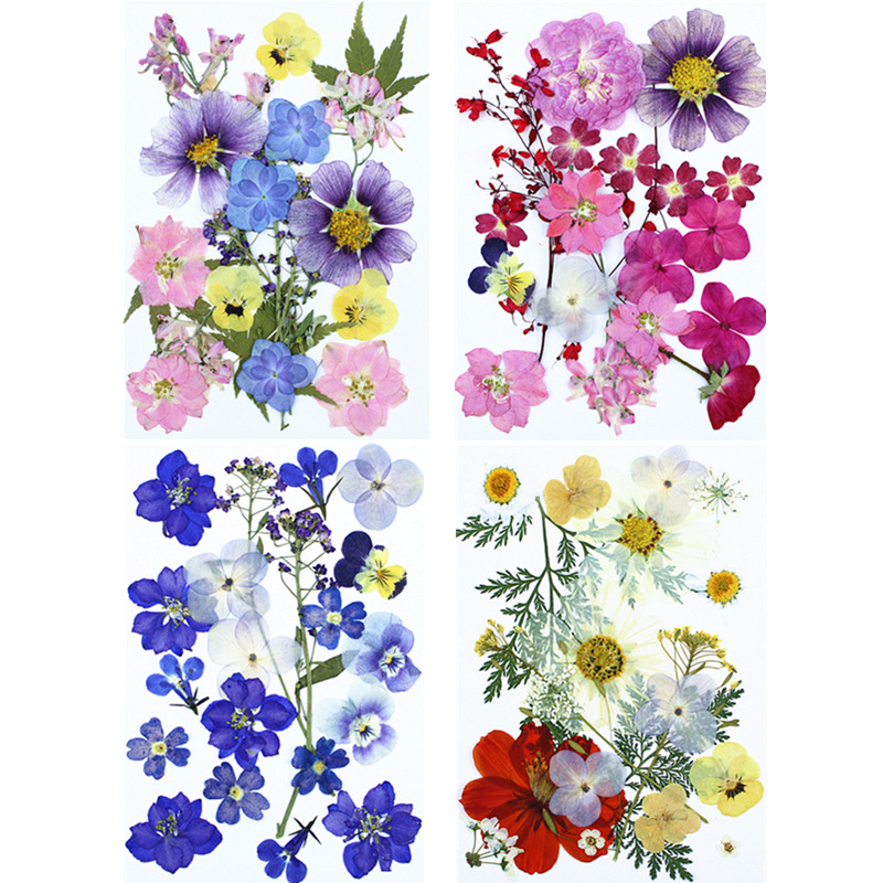 Natural Real Flower Pressed Fl - Dried Flower Pressed บทวิจารณ์และราคา