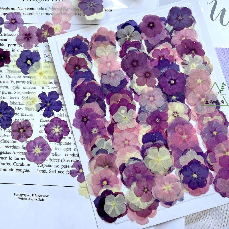12pcs,Semi-Transparent Niche P - Dried Flower Pressed บทวิจารณ์และราคา
