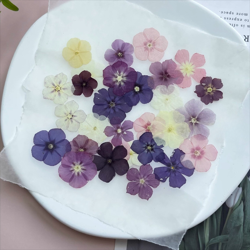 12pcs,Semi-Transparent Niche P - Dried Flower Pressed บทวิจารณ์และราคา