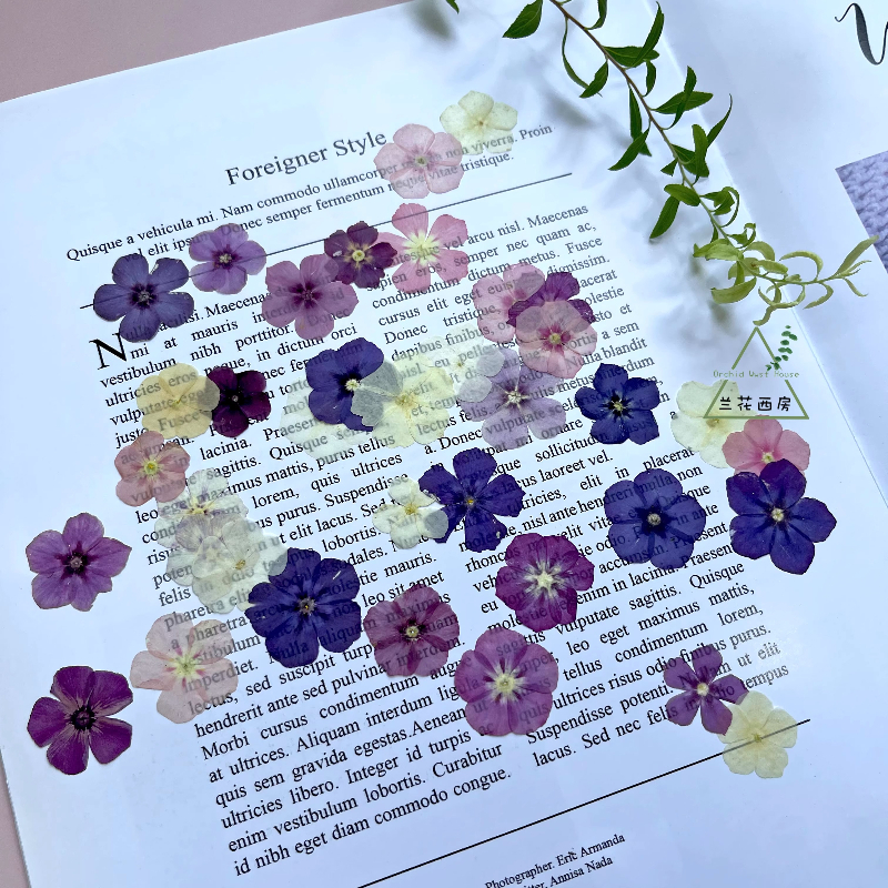 12pcs,Semi-Transparent Niche P - Dried Flower Pressed บทวิจารณ์และราคา