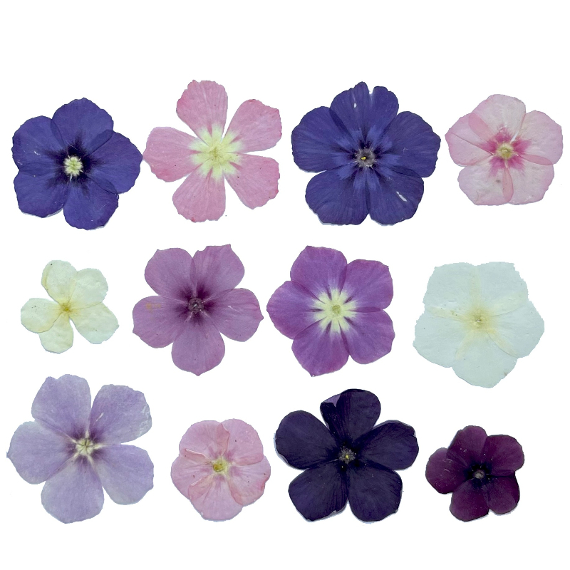 12pcs,Semi-Transparent Niche P - Dried Flower Pressed บทวิจารณ์และราคา