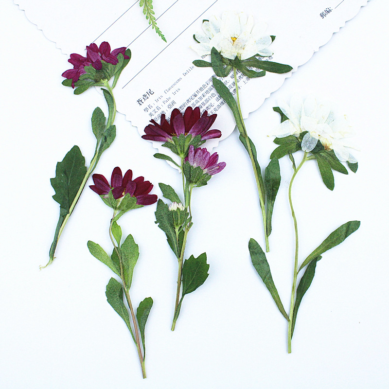 24pcs,Mini Chrysanthemum Press - Dried Flower Pressed บทวิจารณ์และราคา
