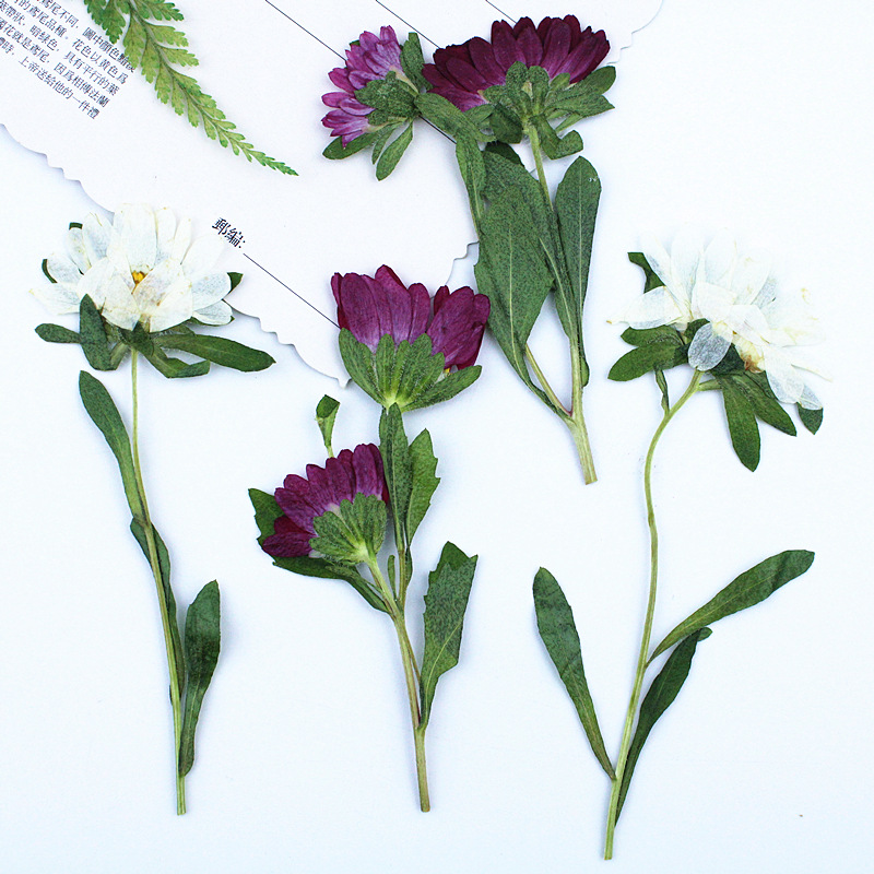 24pcs,Mini Chrysanthemum Press - Dried Flower Pressed บทวิจารณ์และราคา