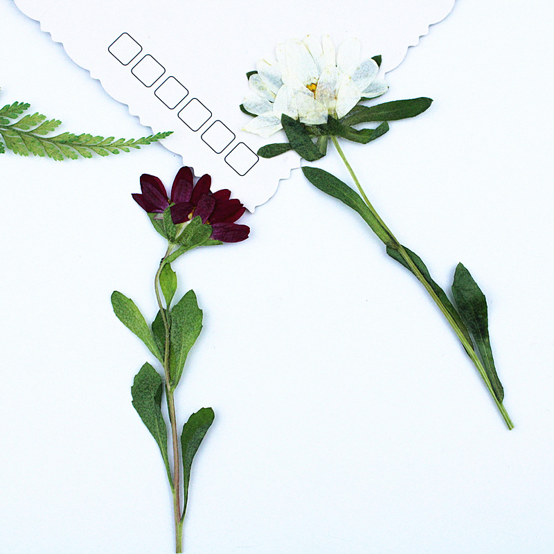 24pcs,Mini Chrysanthemum Press - Dried Flower Pressed บทวิจารณ์และราคา