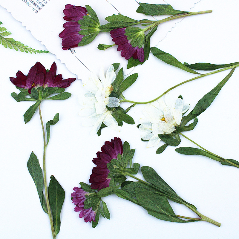 24pcs,Mini Chrysanthemum Press - Dried Flower Pressed บทวิจารณ์และราคา