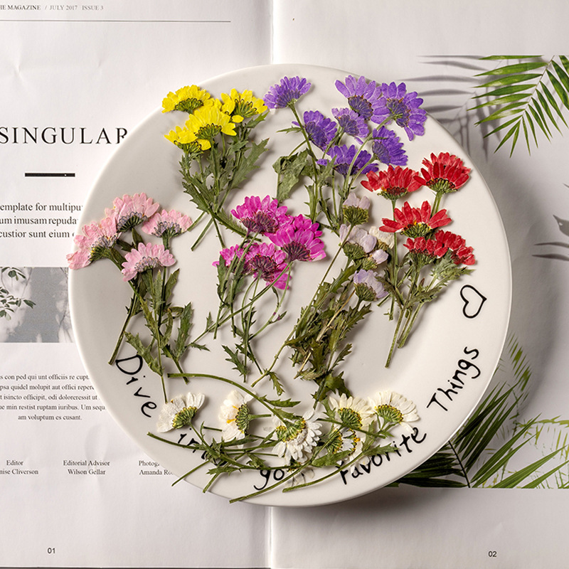 5-8cm/24pcs,Side Pressed Cryst - Dried Flower Pressed บทวิจารณ์และราคา