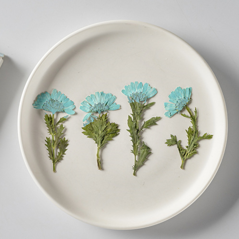 5-8cm/24pcs,Side Pressed Cryst - Dried Flower Pressed บทวิจารณ์และราคา