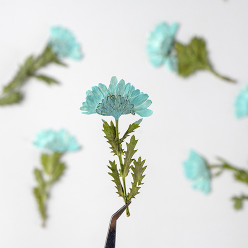 5-8cm/24pcs,Side Pressed Cryst - Dried Flower Pressed บทวิจารณ์และราคา