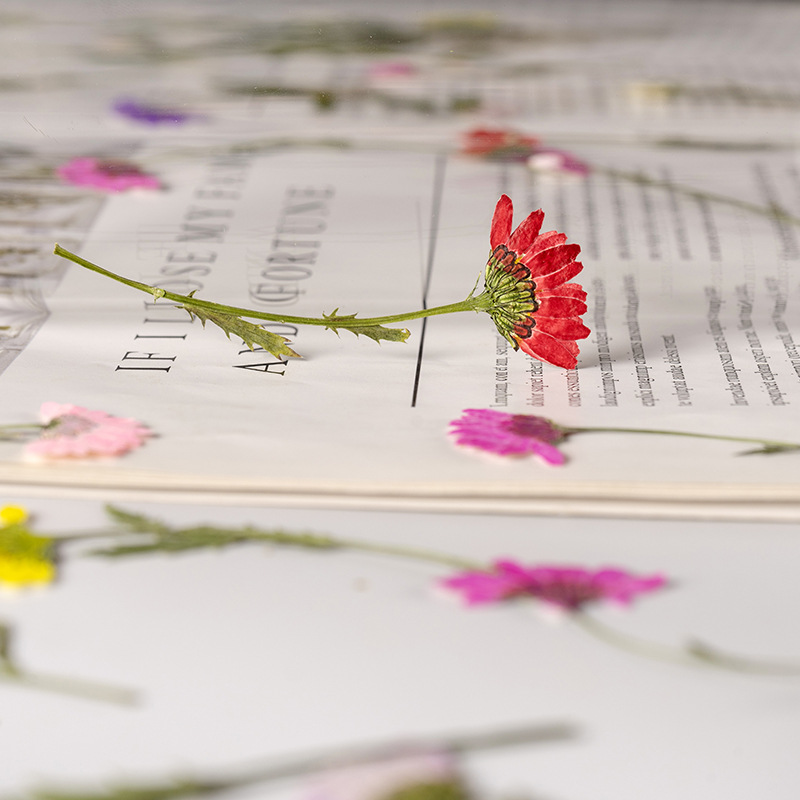 5-8cm/24pcs,Side Pressed Cryst - Dried Flower Pressed บทวิจารณ์และราคา